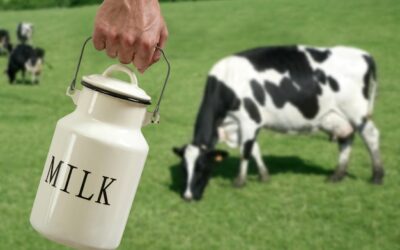 Białko mleka krowiego jak się nazywa i gdzie występuje?