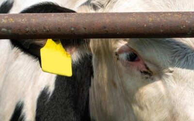 Jak rozpoznać objawy uczulenia na białko mleka krowiego?