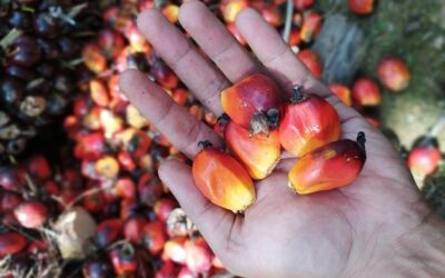 Dlaczego olej palmowy jest zły dla środowiska?