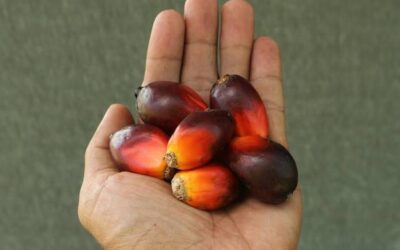 Olej palmowy dlaczego niezdrowy dla naszego organizmu?