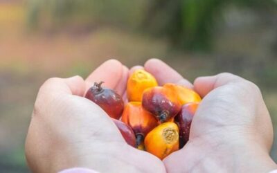 Tłuszcz palmowy czy jest szkodliwy dla zdrowia?