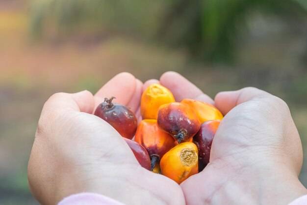 Tłuszcz palmowy czy jest szkodliwy dla zdrowia?